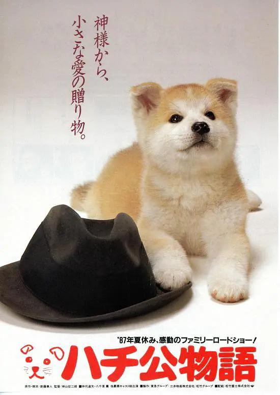 免费在线观看网址入口海报